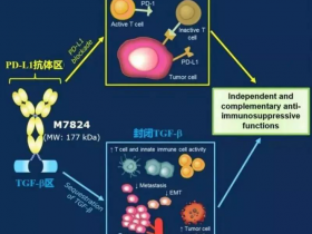 二代PD1单抗M7824数据更新,全面碾压一代PD1!