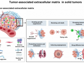 肿瘤相关细胞外基质的研究进展和靶向策略