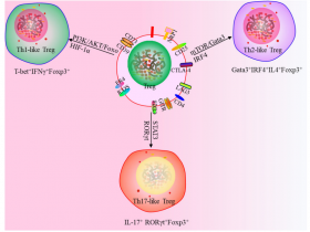 肿瘤免疫中调节性T细胞浸润的机制