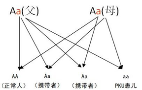 基因突变检测