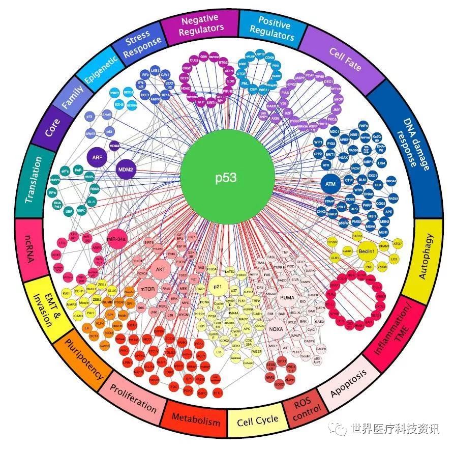 基因突变检测