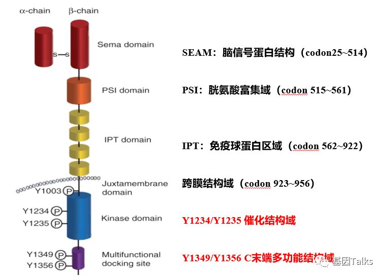 基因突变检测