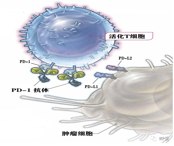 PD-L2对免疫治疗的意义？