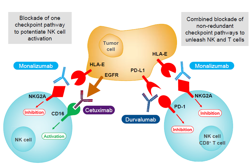 NKG2A癌症免疫治疗新靶点