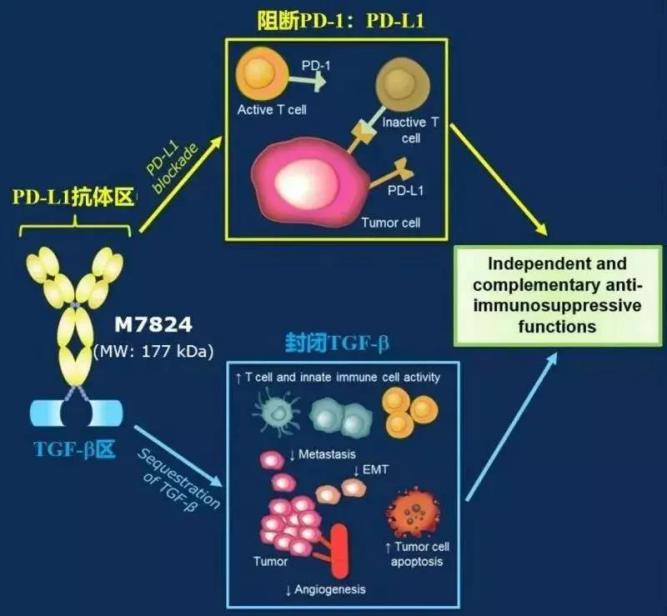 二代PD1单抗M7824数据更新，全面碾压一代PD1！