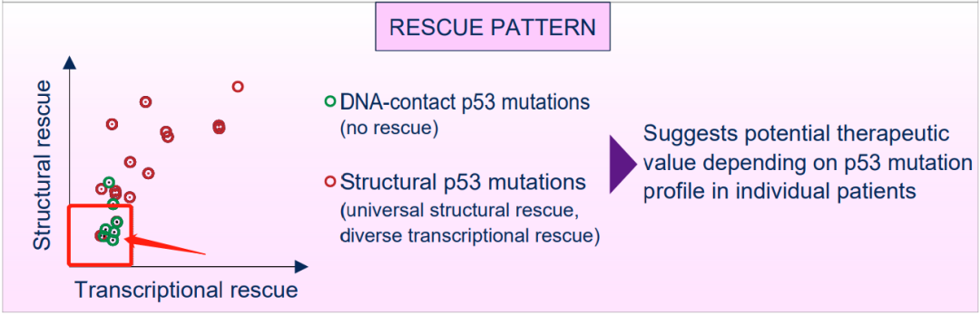 p53抑癌基因的抗癌机制取得了重要突破