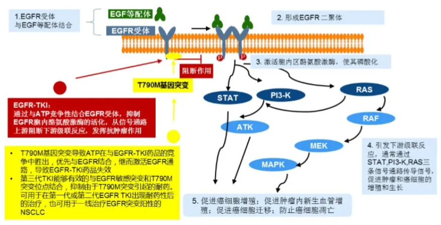 肺癌创新药伏美替尼获中国国家药监局附条件批准上市