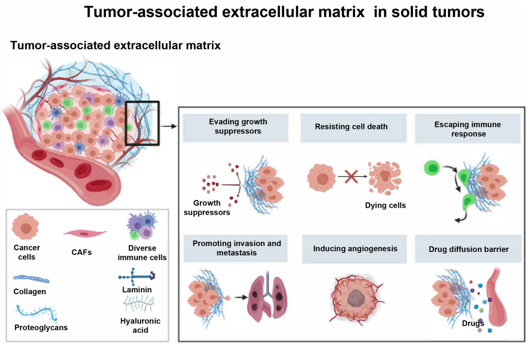 肿瘤相关细胞外基质的研究进展和靶向策略